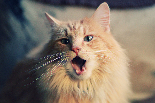 伤病潮冲击西甲,球队调整阵容应对,西甲各队阵容